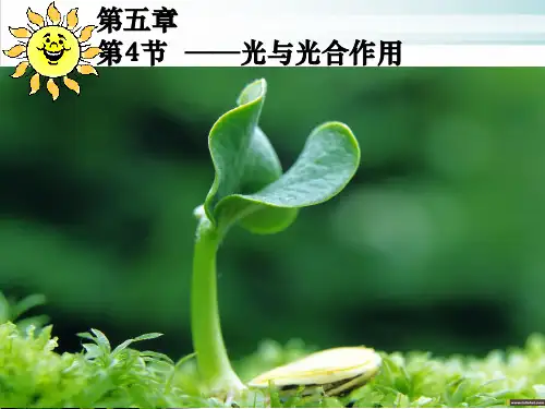光合作用3ppt完美课件2021届高三高考生物一轮复习