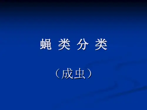 蝇类分类