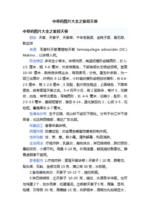 中草药图片大全之紫背天葵