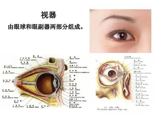 人体解剖学资料—眼