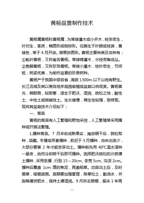 黄杨盆景制作技术