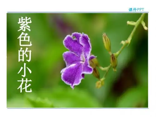 最新长春版三年级语文下册8.1《紫色的小花》公开课课件