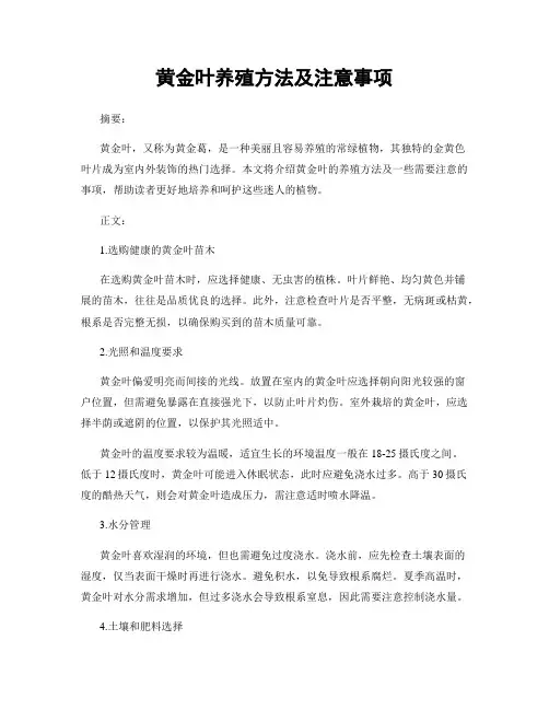 黄金叶养殖方法及注意事项