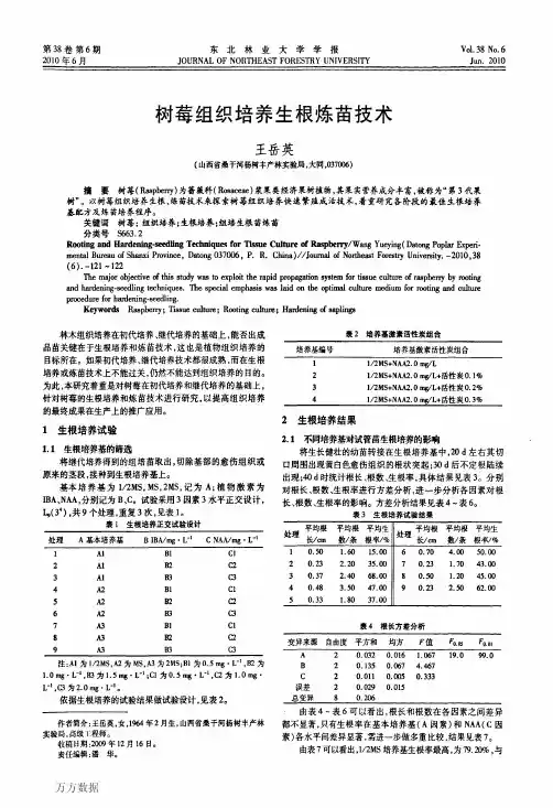 树莓的生根炼苗