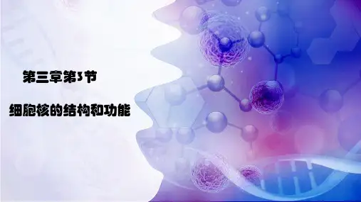 细胞核的结构和功能课件-高一生物人教版必修1