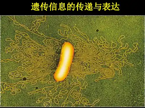 高一生物遗传信息的传递与表达精品PPT课件