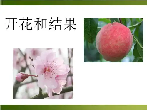 人教版初中生物七上3. 开花和结果 优秀PPT (72页ppt)