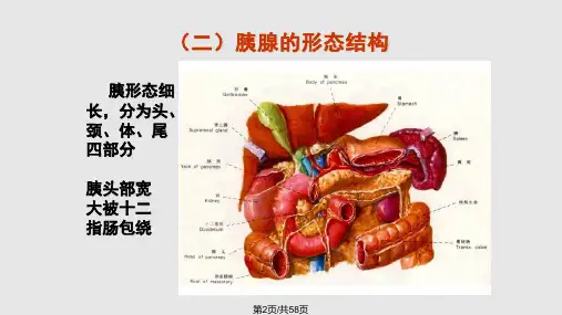 胰腺学习教程