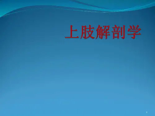 上肢解剖及上肢骨PPT演示课件