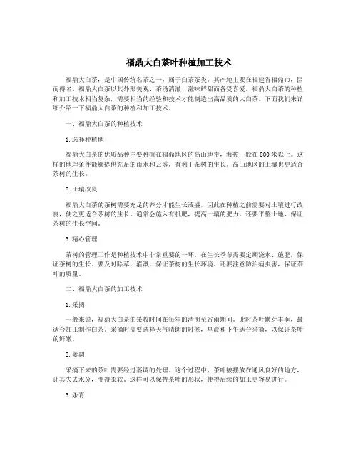 福鼎大白茶叶种植加工技术