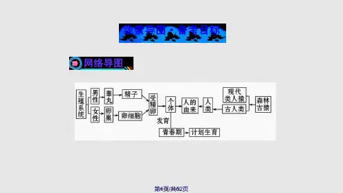 人的由来复习学习教案