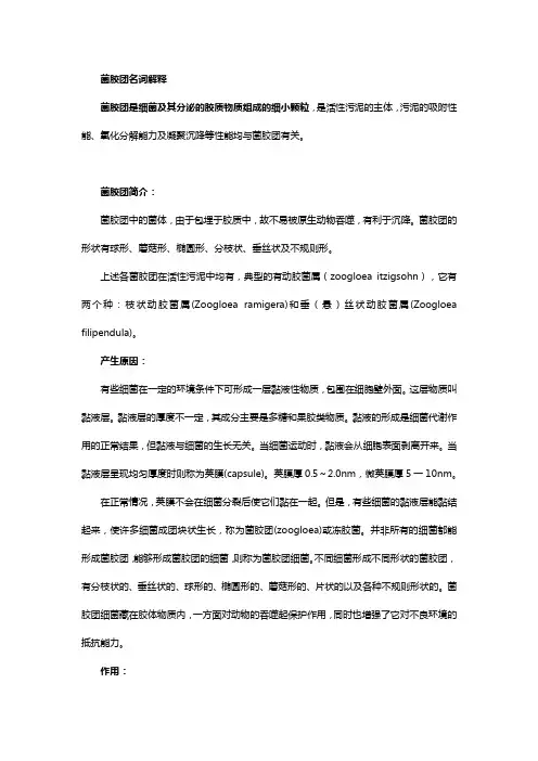 菌胶团名词解释