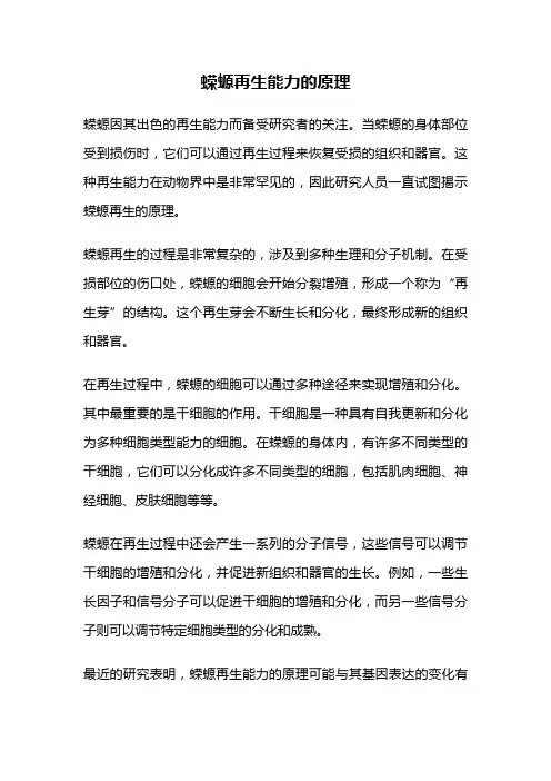 蝾螈再生能力的原理