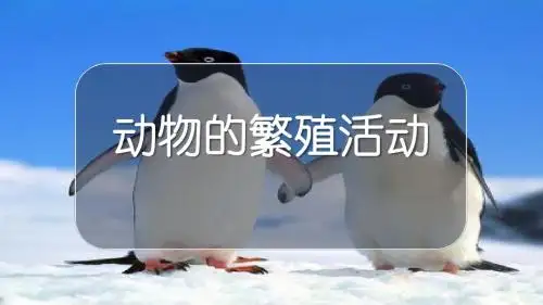 动物的繁殖活动