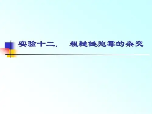 十二粗糙链孢霉的杂交