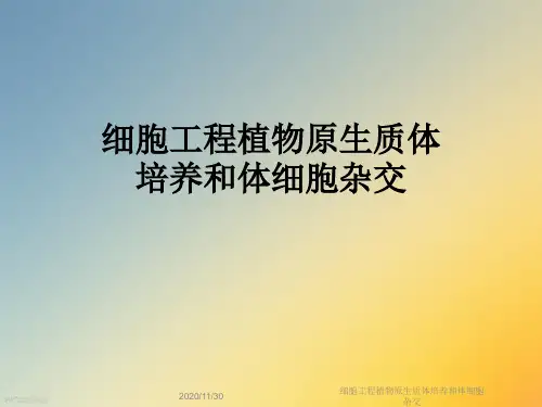 细胞工程植物原生质体培养和体细胞杂交