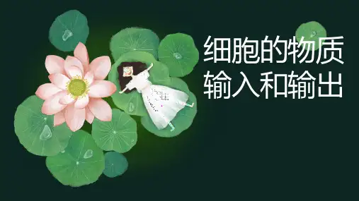第06讲 细胞的物质输入和输出-2024年高考生物一轮复习课件(新教材新高考)