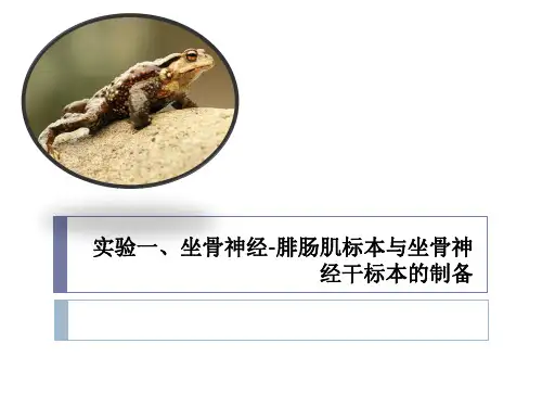 人体解剖生理学：实验一 坐骨神经-腓肠肌标本与坐骨神经干标本的制备