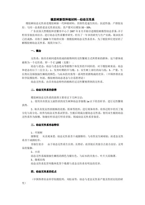 橡胶树新型种植材料---幼态无性系