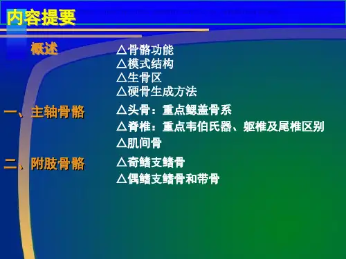 鱼类骨骼系统课件