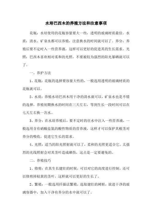 水培巴西木的养殖方法和注意事项