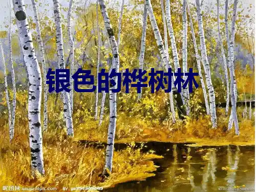 《银色的桦树林》课件