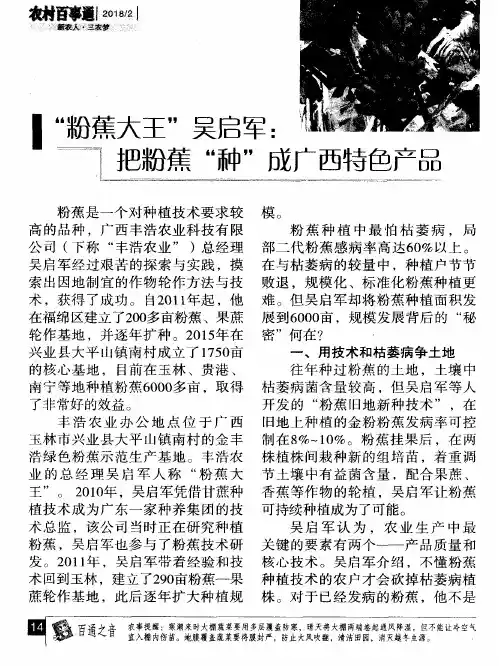 “粉蕉大王”吴启军把粉蕉“种”成广西特色产品
