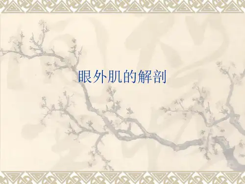 眼外肌的解剖