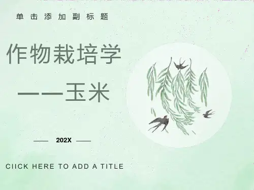 作物栽培学玉米