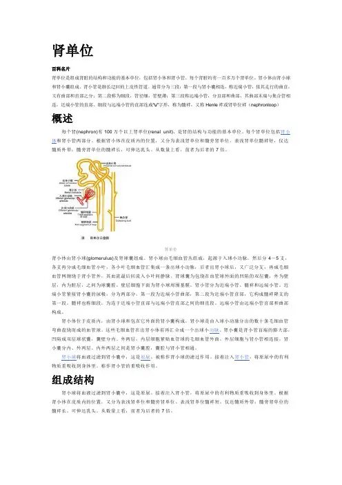 肾单位
