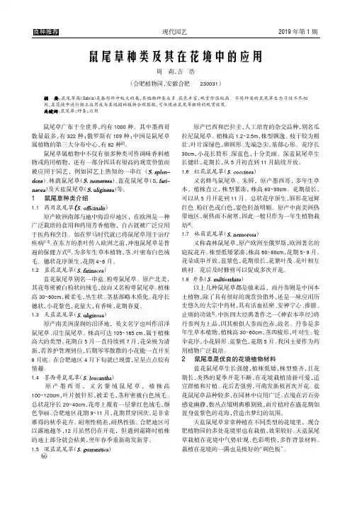鼠尾草种类及其在花境中的应用