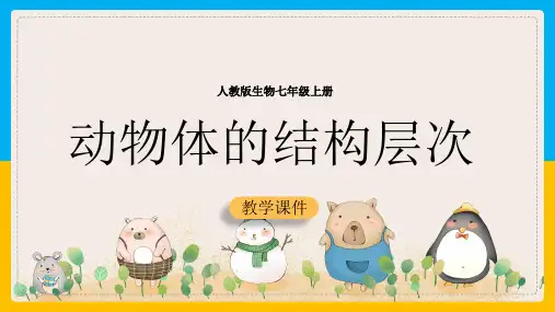 初中生物人教版七年级上册《第二单元第二章第二节动物体的结构层次》课件(完美版)