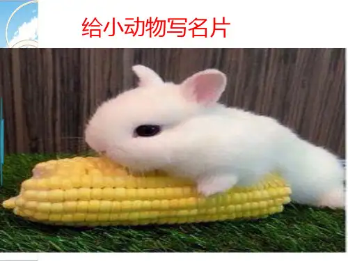 给小动物写名片优秀课件PPT