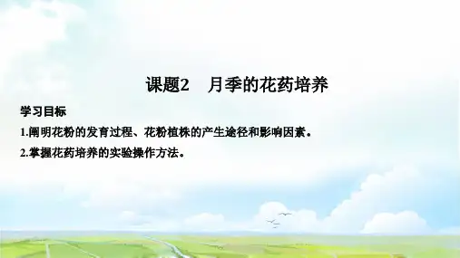 高中生物选修1优质课件：3.2 月季的花药培养