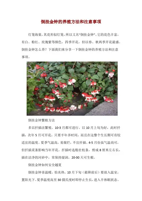 倒挂金钟的养殖方法和注意事项