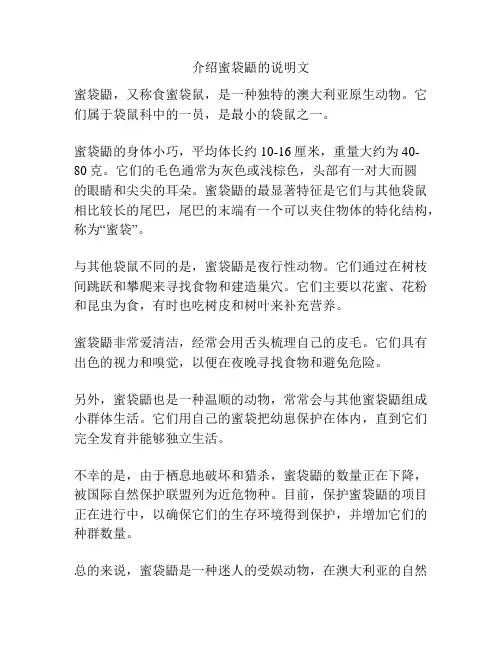 介绍蜜袋鼯的说明文