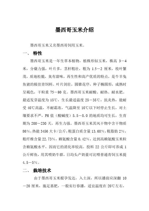 墨西哥玉米介绍