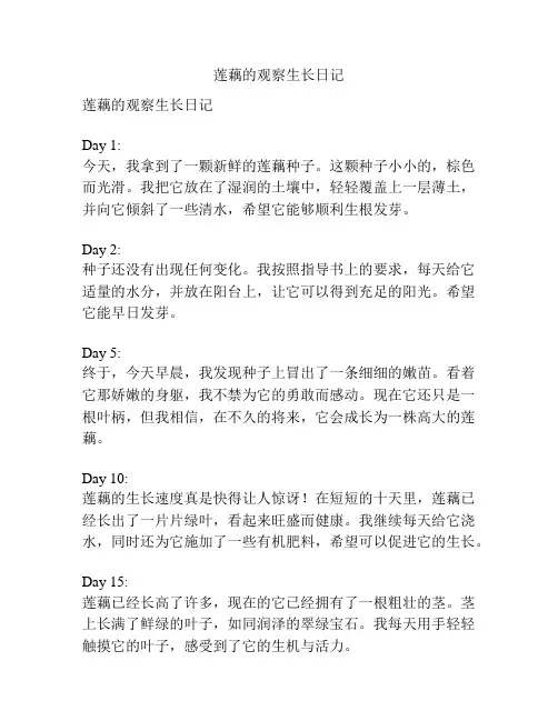 莲藕的观察生长日记