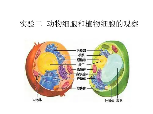 实验二动物细胞和植物细胞的观察