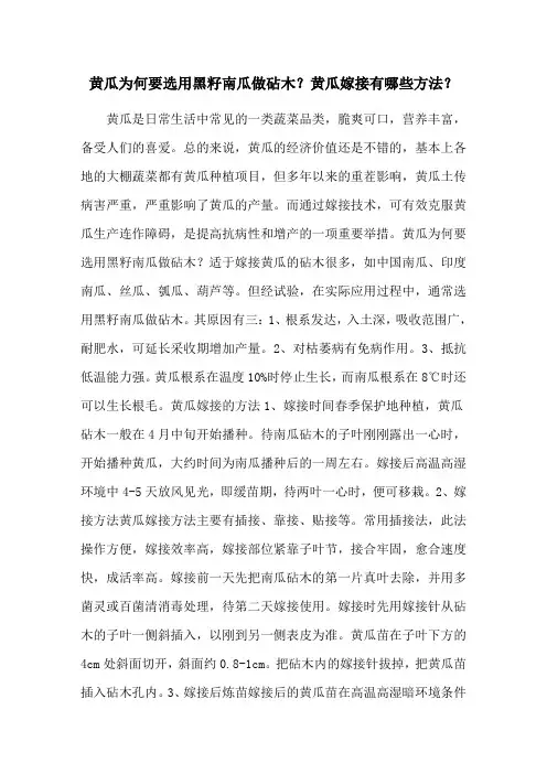 黄瓜为何要选用黑籽南瓜做砧木？黄瓜嫁接有哪些方法？