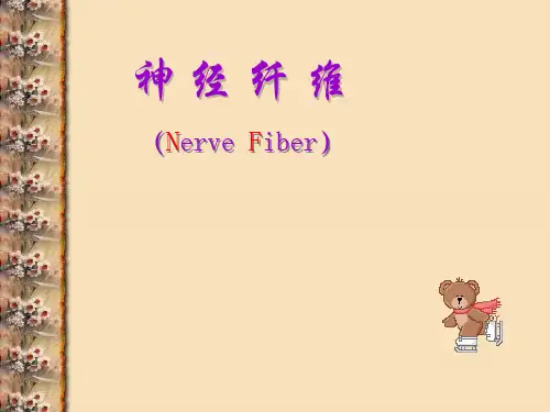 《组织学与胚胎学》之神经纤维