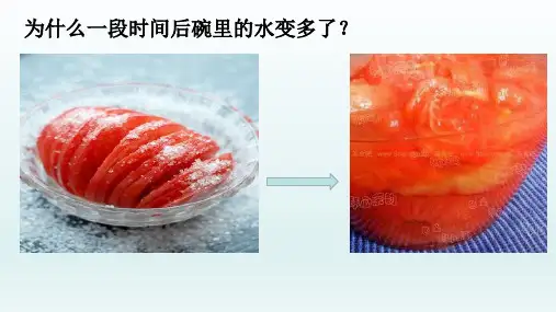 被动运输课件-高一生物人教版(2019)必修1