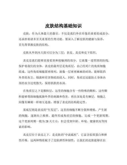 皮肤结构基础知识