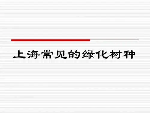 上海常见的绿化树
