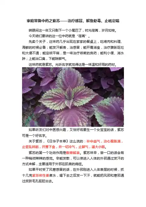家庭常备中药之紫苏——治疗感冒、解鱼虾毒、止咳定喘