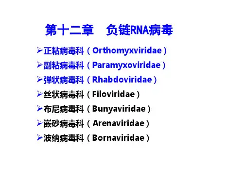 (动物病毒学)第12章负链RNA病毒