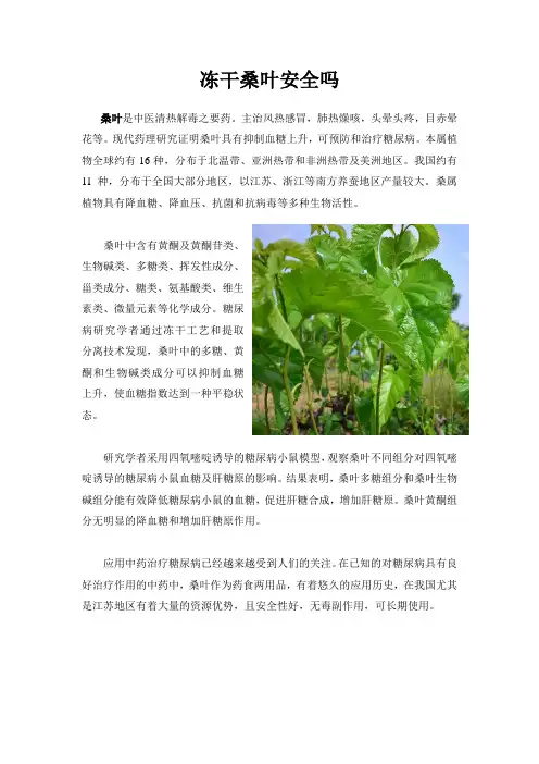 冻干桑叶安全吗