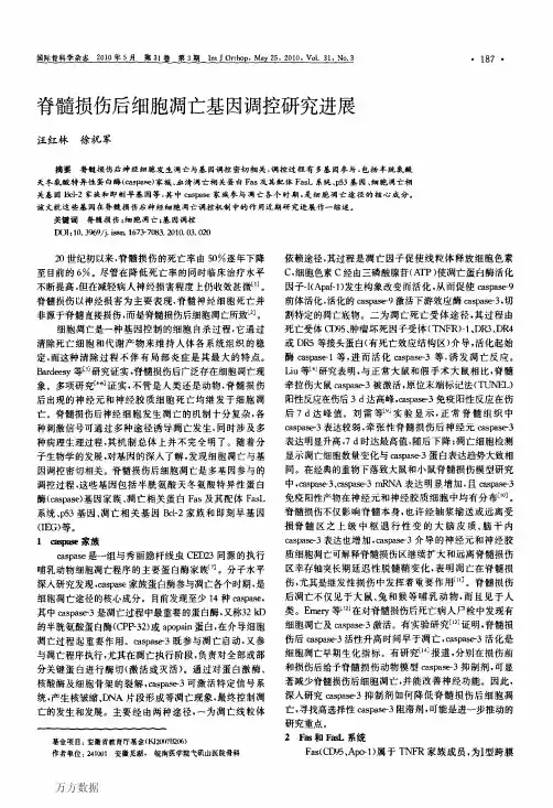 脊髓损伤后细胞凋亡基因调控研究进展