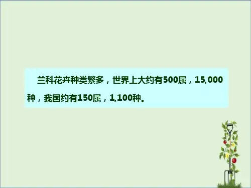 兰科花卉介绍