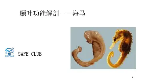 颞叶功能解剖海马ppt课件
